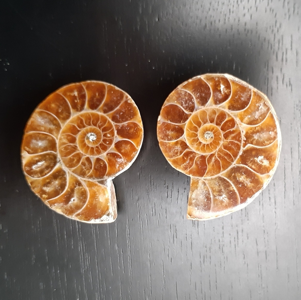 Ammonite Fossil - image 4